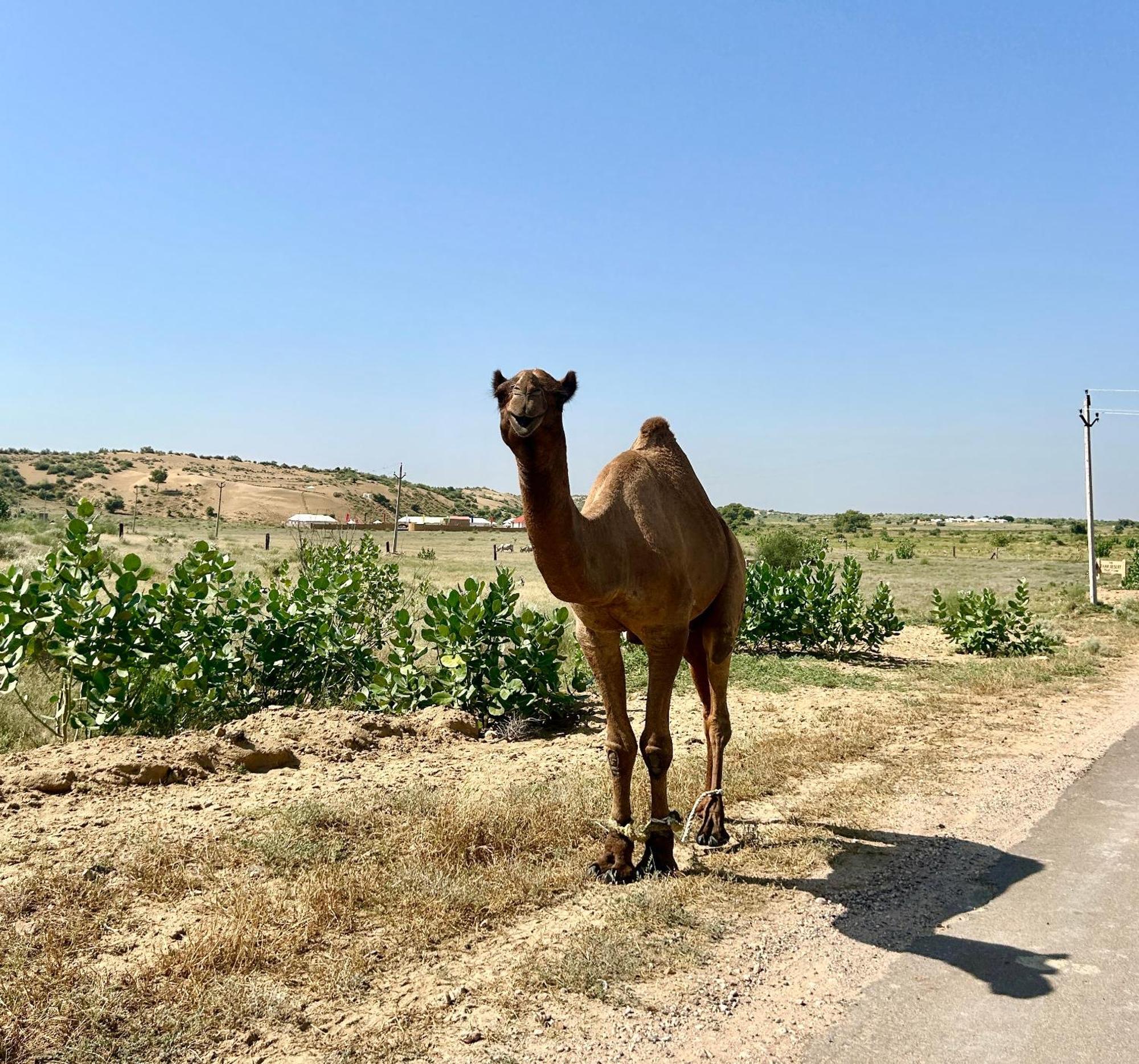 Sunny Desert Camp Kūri Dış mekan fotoğraf